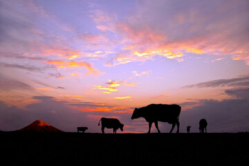 Fototapeta na wymiar 富士山と夕陽を背景に高原の牧場で草を食む複数の牛のシルエット
