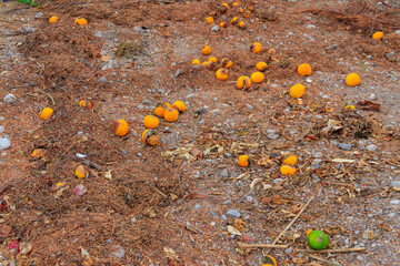 Rotten mandarins as discarded garbage lie on ground. Wasting food