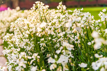 Fototapeta premium Abstract defocus meadow flower with blurry background, beautiful fresh morning with dew on petal at Delhi. Spring landscape blurry natural background.