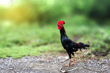 rooster on the farm