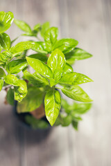 Green basil plant in bloom aromatic green leaves plant