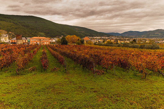 Background image of autumn leaves in vineyards