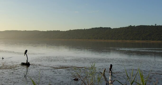 A Commorant sits perched on a dead tree stump overlooking a hazy sunrise over a wetland lake