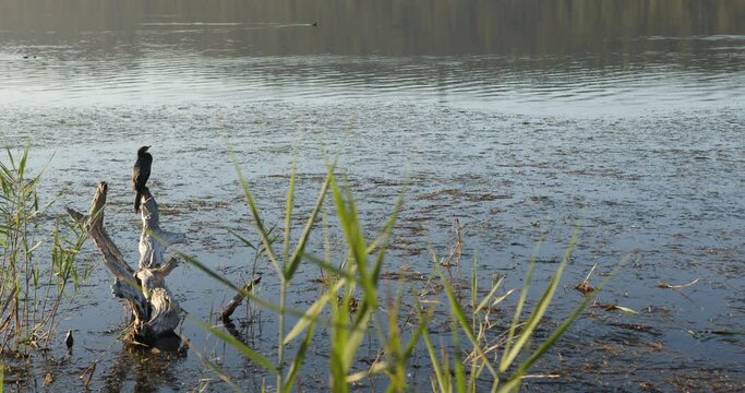 Through the reeds we see a Commorant looking out over a wetland lake.