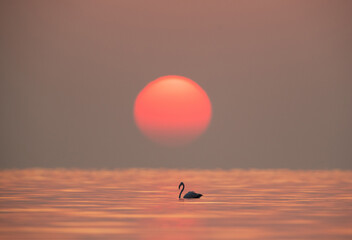 Greater Flamingo and beautiful  sunrise at Asker coast, Bahrain