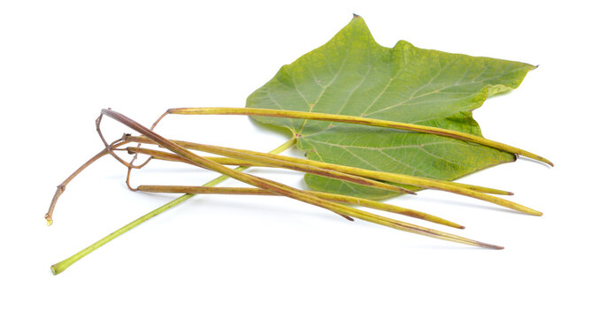 Catalpa, commonly called catalpa or catawba. Pods isolated on white