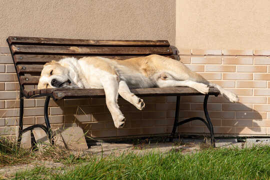 Central Asian Shepherd Dog male adult on a bench