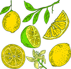 Set of vector engraved lemons items elements