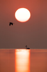 Obraz na płótnie Canvas Greater Flamingos and beautiful sunrise Asker coast, Bahrain. A western reef heron is also seen flying in the frame.