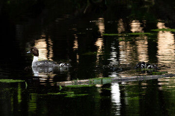 A female Common Golden Eye with her ducklings in a pond in Hellebæk, Sjællend, Denmark.