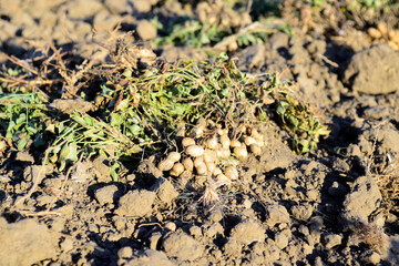 dug peanuts lie on the field	
