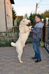 A large white dog of the Alabai breed meets the owner from work