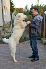 A large white dog of the Alabai breed meets the owner from work