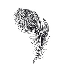 Obraz premium Feather on white background. Hand drawn sketch style. 