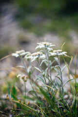 Beautiful edelweiss(Leontopodium nivale) flowers from the path from Beklemeto to Kozya Stena, Troyan Balkan, Bulgaria
