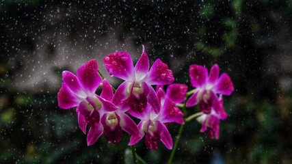 Fototapeta na wymiar water drops on a pink flower