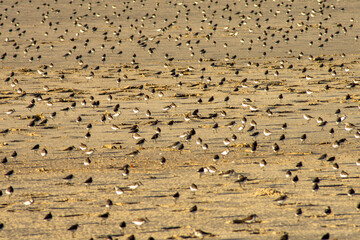birds on the beach shore, São Luís, Maranhão.