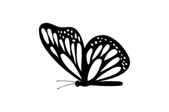 butterfly vector icon illustration design © nuiiun