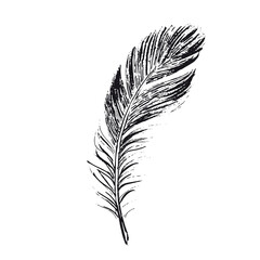 Obraz premium Feather on white background. Hand drawn sketch style. 