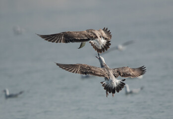Juvenlie Lesser Black-backed Gulls fighting for fish at Tubli bay, Bahrain