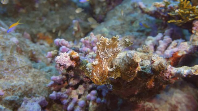 beautiful rare leaf fish on there reef in maldives