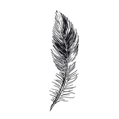 Feather on white background. Hand drawn sketch style.	