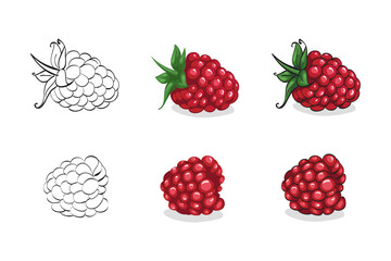 Vector illustration, color sketch of red raspberry with leaves