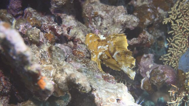 beautiful rare leaf fish on there reef in maldives