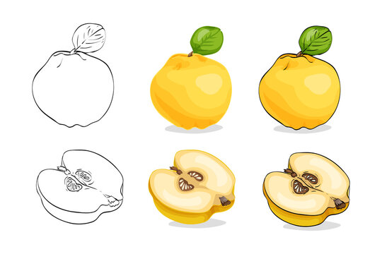 Vector illustration, color sketch of yellow quince with leaves