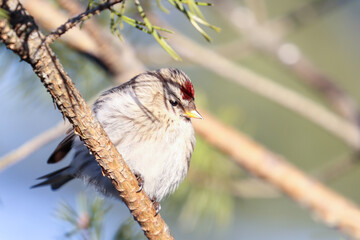 Common Redpoll