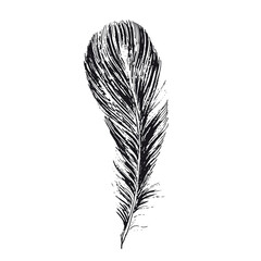 Obraz premium Feather on white background. Hand drawn sketch style. 