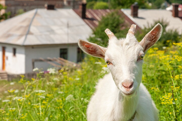 Obraz premium White goat on the farm close up. Animal's head with large yellow eyes, ears, horns. Cute goat portrait. Grazing cattle. Pasture on a summer sunny day