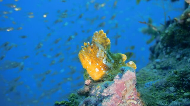 beautiful rare leaf fish on there reef in maldives