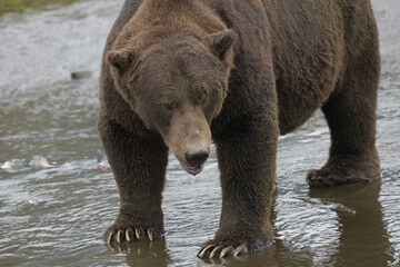 Obraz na płótnie Canvas Gefährliche Annäherung eines großen männlichen Grizzlybärs in der Wildnis von Alaska