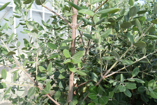 Green leaves of Metrosideros sp., an ornamental plant