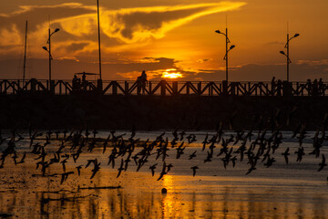 Fototapeta na wymiar Sunset with birds flying on the coastal beach, São Luís, Maranhão.