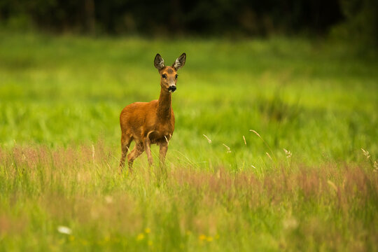 European roe deer (Capreolus capreolus), stands in the pasture in surprise, listening to what's going on