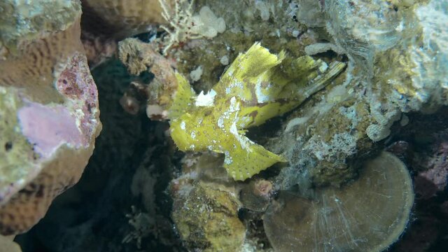 beautiful rare leaf fish on there reef in maldives