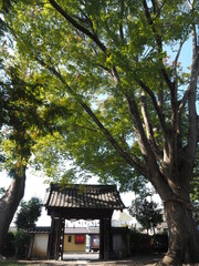 Fototapeta premium 松本神社のケヤキの大木