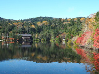 Fototapeta premium 北八ヶ岳・白駒池の紅葉