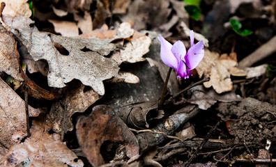 Ciclamino Autunnale