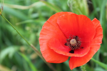 red poppy flower close up