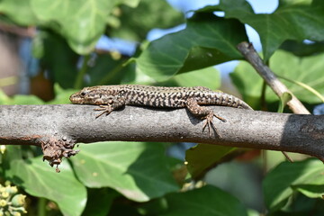 France, région sud est, le lézard des murailles est animal d'une vingtaine de centimètres avec un corps longiligne prolongée d'une longue queue.