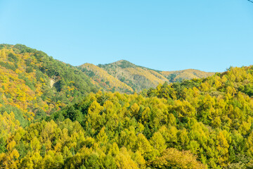 Mountains in yellow during autumn