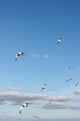 seagulls flying over the sea