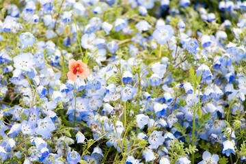 Red flower growth among blue nemophila background (Concept for differentiate from other, leader or unique)