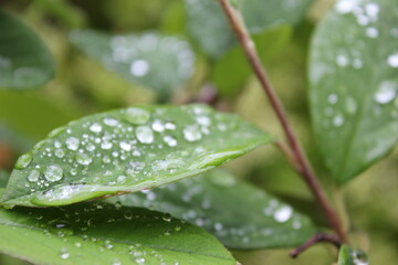 water drops on a leaf