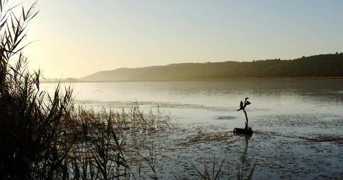 A Commorant spreads its wings overlooking a wetland lake at dawn.