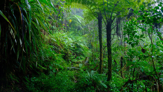 fern, branches and creepers in the humid jungle