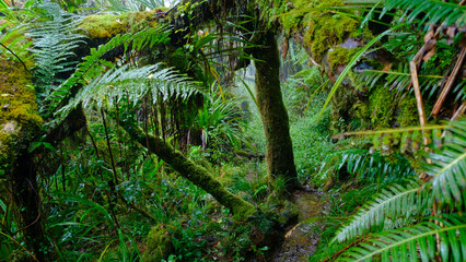 branch and trunk in the humid jungle